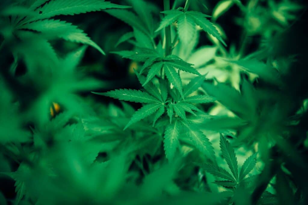 CBD 