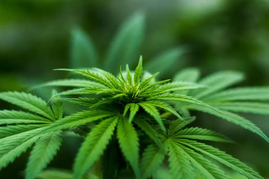 CBD 