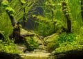 nettoyer son aquarium
