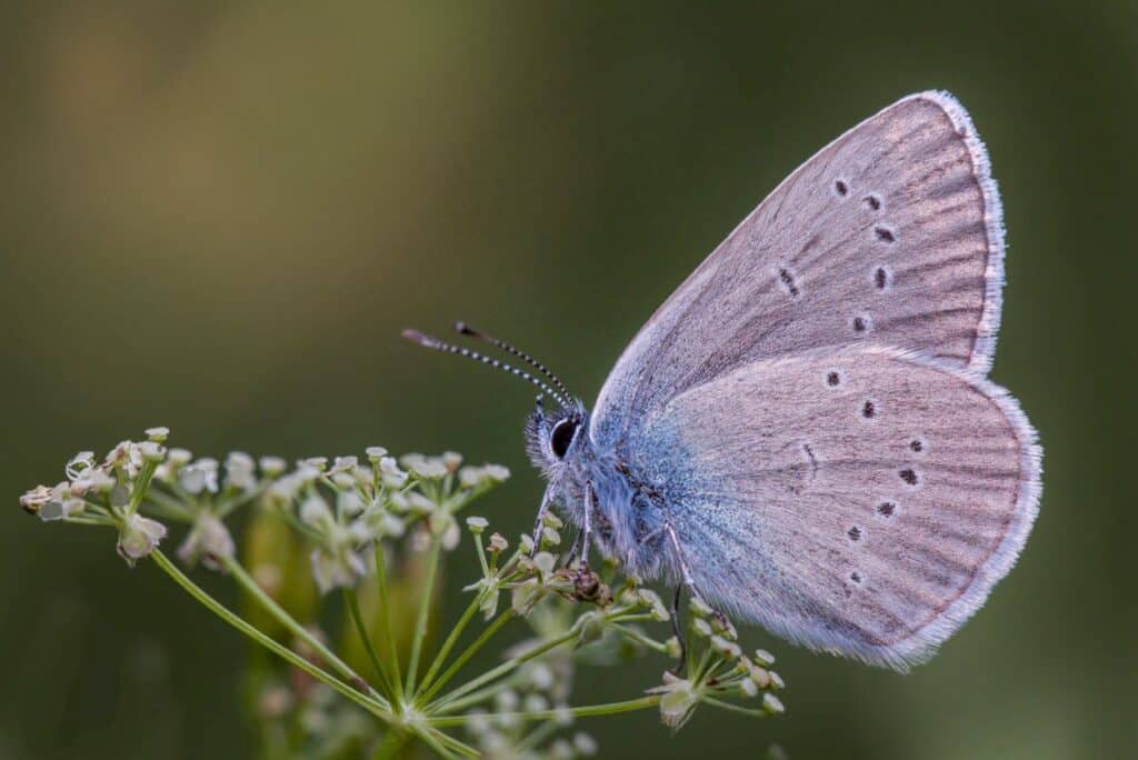 faune 
