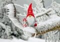 Jardin hiver
