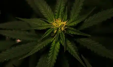 fleurs de CBD