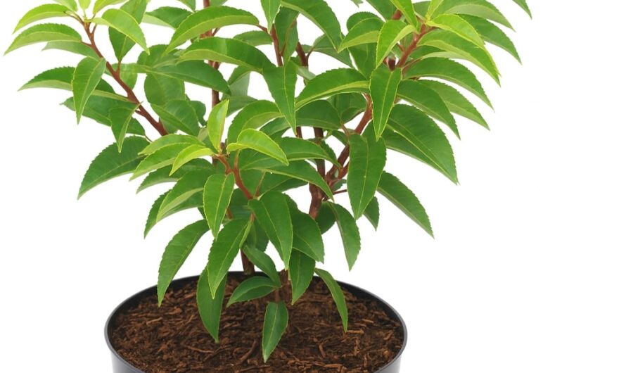 Laurier du Portugal (Prunus lusitanica) : guide complet pour planter, tailler et réussir sa haie