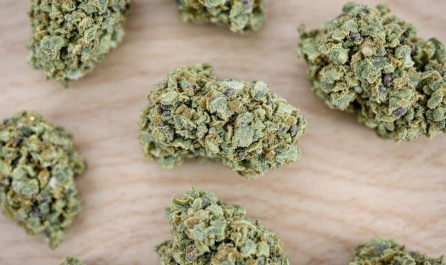 Fleurs de CBD indoor : qualité, culture et savoir-faire d’exception