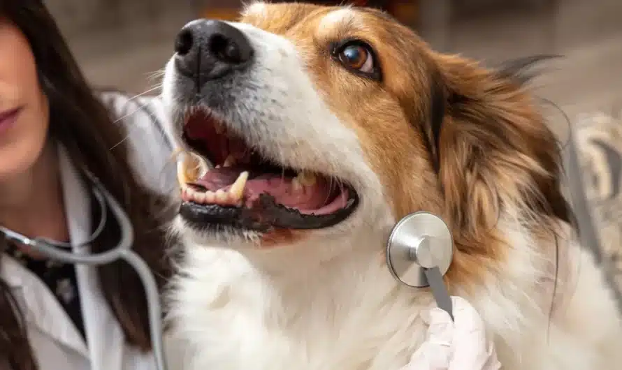 Les soins essentiels du chien à anticiper