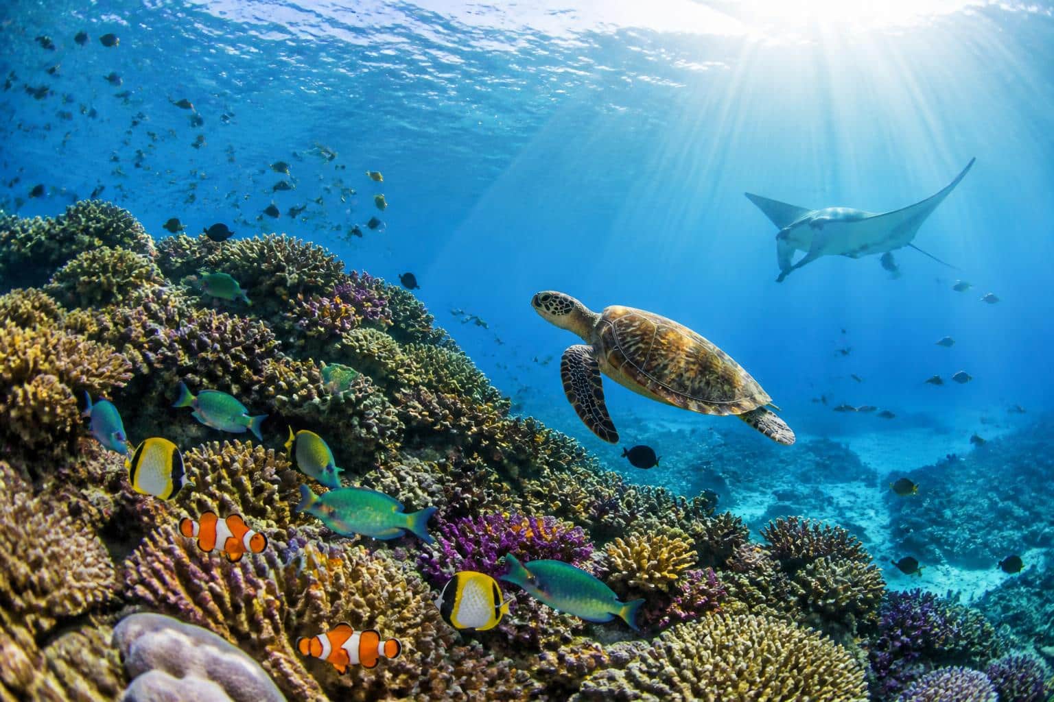 découvrez la richesse et la diversité de la faune en polynésie française, des espèces marines aux animaux terrestres uniques de cet archipel paradisiaque.