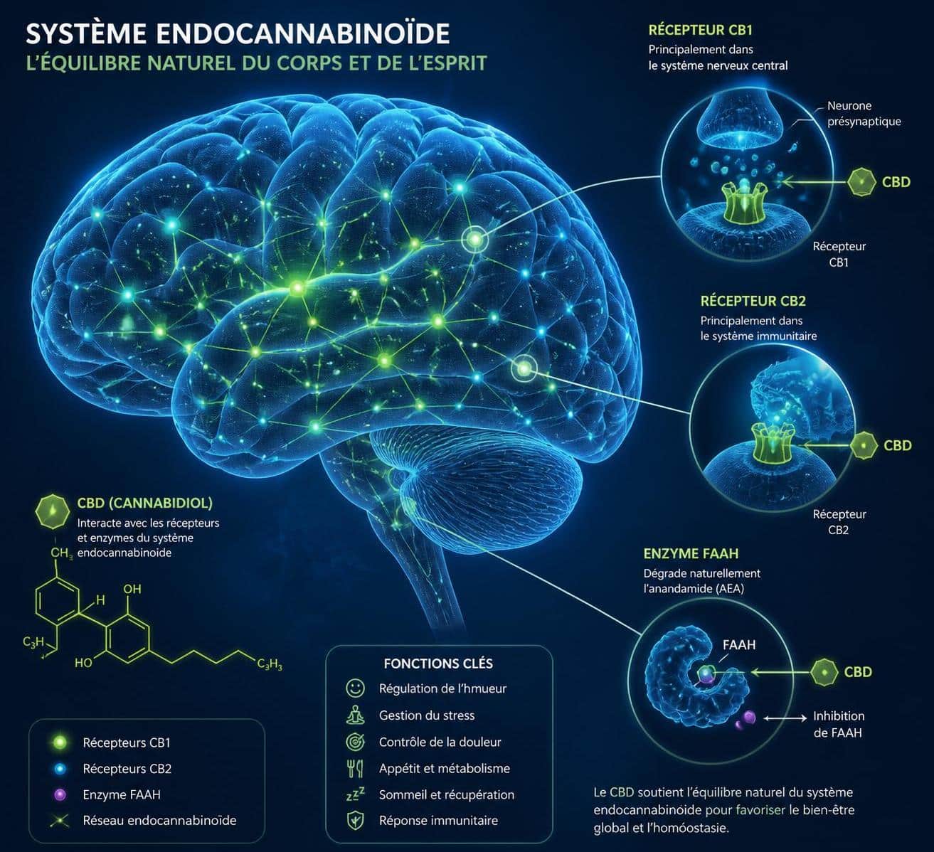 d&eacute;couvrez les effets pr&eacute;sum&eacute;s du cbd sur le cerveau, ses bienfaits potentiels et son impact sur la sant&eacute; mentale selon les derni&egrave;res recherches.
