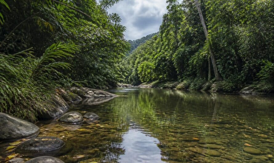 Riviere de guyane mots fléchés